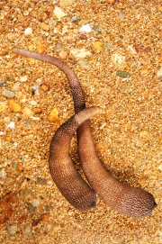 Sipunc 2rm